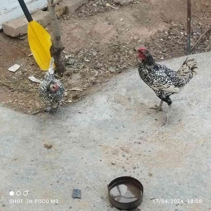 فروش مرغ خروس چینی تخم گذار در گروه خرید و فروش ورزش فرهنگ فراغت در زنجان در شیپور-عکس1