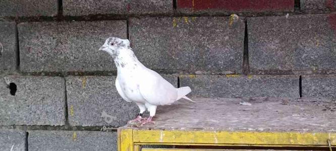 کبوتر نر گمشده نزدیک ی ماه و نیم..هرکسی پیدا کرد خبربده در گروه خرید و فروش خدمات و کسب و کار در مازندران در شیپور-عکس1
