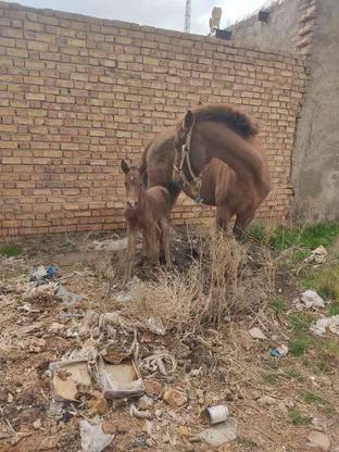 اسب دو ساله در گروه خرید و فروش ورزش فرهنگ فراغت در زنجان در شیپور-عکس1