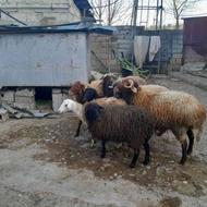 5 بره نر گوسفند و دو تا گوسفند ماده