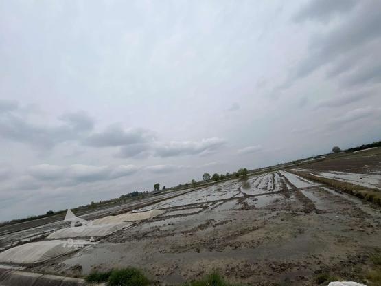 زمین کشاورزی 6700 کتر در گروه خرید و فروش املاک در مازندران در شیپور-عکس1