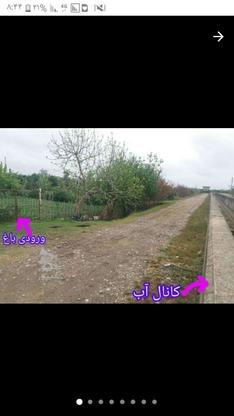 فروش باغ با کاربری ساخت خانه باغ و کشاورزی در گروه خرید و فروش املاک در مازندران در شیپور-عکس1