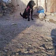 سگ عراقی هیکلی