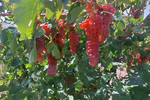 فروش باغ انگور سنددار متری 300 در گروه خرید و فروش املاک در البرز در شیپور-عکس1