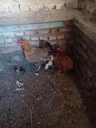 4 عدد مرغ جوجه دار در گروه خرید و فروش ورزش فرهنگ فراغت در گلستان در شیپور-عکس1