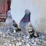 کبوتر ترکیه