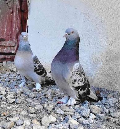 کبوتر ترکیه در گروه خرید و فروش ورزش فرهنگ فراغت در فارس در شیپور-عکس1