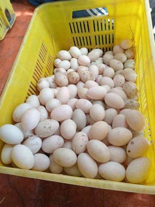 تخم اردکی کاملا سالم در گروه خرید و فروش خدمات و کسب و کار در گیلان در شیپور-عکس1