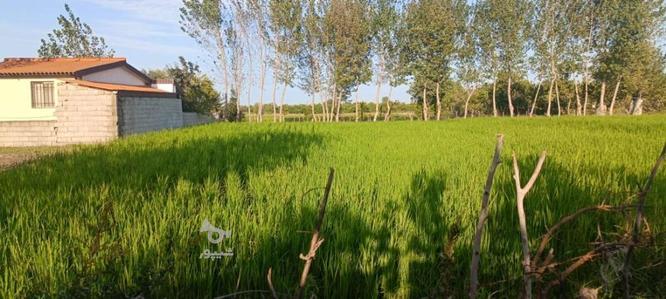 زمین کشاورزی در گروه خرید و فروش املاک در مازندران در شیپور-عکس1