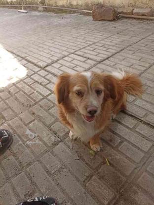 واگذاری 2 سگ نر ماده  نژاد اشپیتز تریر در گروه خرید و فروش ورزش فرهنگ فراغت در مازندران در شیپور-عکس1
