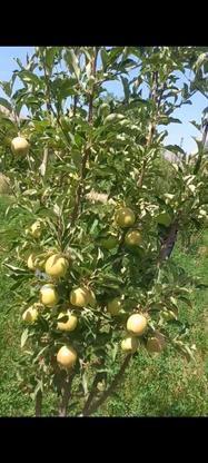 باغ 7 ساله با 200 درخت ثمره ده (پر از میوه) در گروه خرید و فروش املاک در چهارمحال و بختیاری در شیپور-عکس1