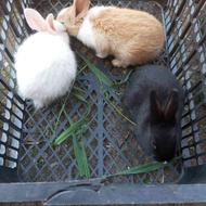 سه تا موش خرگوش اصلی خوشکل