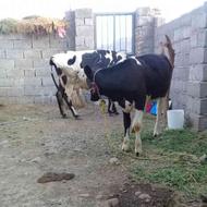 فروش گاو با گوساله