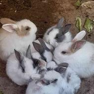 فروش تعدادی بچه خرگوش سالم در ابهر