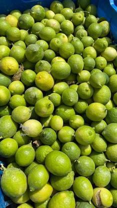 فروش عمده اب لیمو طبیعی تمیز در گروه خرید و فروش خدمات و کسب و کار در سمنان در شیپور-عکس1