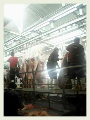 دام زنده گوسفند و گوساله به همراه قصاب ماهر در گروه خرید و فروش ورزش فرهنگ فراغت در تهران در شیپور-عکس1