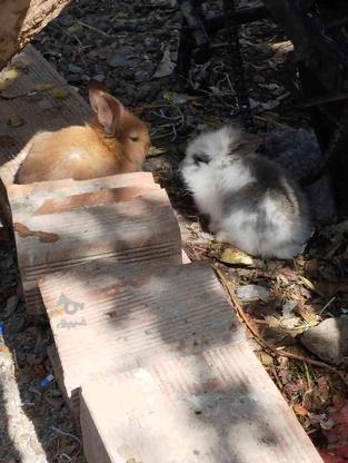دو تا خرگوش لوپ قیمت مناسب در گروه خرید و فروش ورزش فرهنگ فراغت در مازندران در شیپور-عکس1