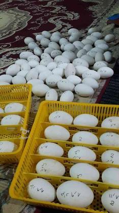تخم غاز و تخم بوقلمون و تخم مرغ شما را خریدارم در گروه خرید و فروش ورزش فرهنگ فراغت در مازندران در شیپور-عکس1
