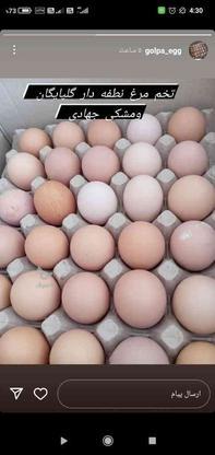 تخم مرغ محلی در گروه خرید و فروش ورزش فرهنگ فراغت در اصفهان در شیپور-عکس1