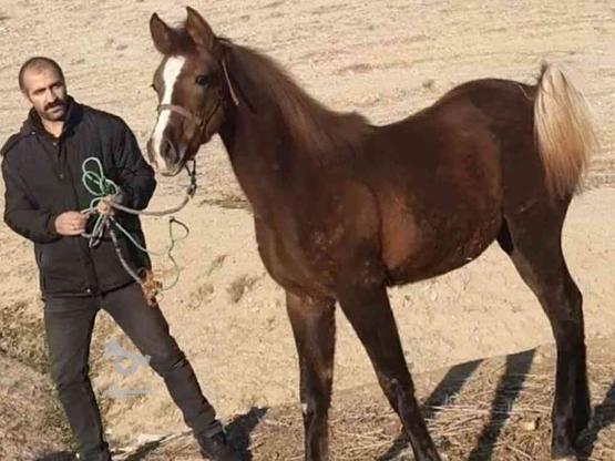 اسب عرب فوق العاده سرو دم گیر با خط خونیه بالا در گروه خرید و فروش ورزش فرهنگ فراغت در آذربایجان غربی در شیپور-عکس1