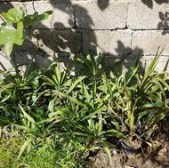 گل یوکا ریشه دار مناسب حیاط سازی