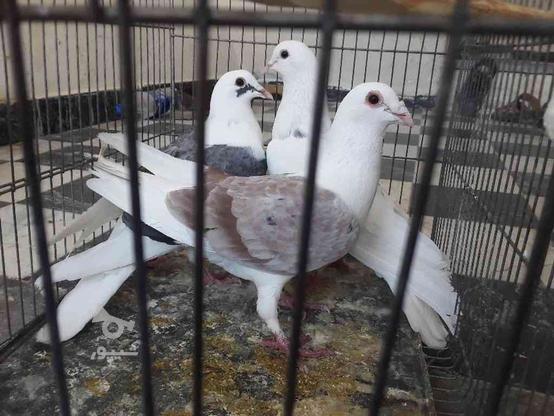 کبوتر جفت نروماده در گروه خرید و فروش ورزش فرهنگ فراغت در کرمانشاه در شیپور-عکس1
