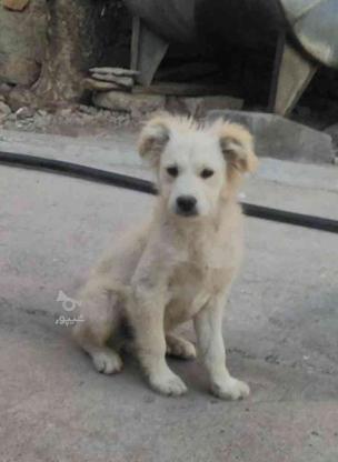 سگ پا کوتاه واگذاری  در گروه خرید و فروش ورزش فرهنگ فراغت در آذربایجان شرقی در شیپور-عکس1