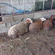 گوسفند با بره دوقلو وزن هر بره حدود 25 کیلو