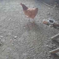 یک مرغ محلی ویک خروس دورگه بزرگ