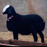 خریدار بره گوسفند بز بزغاله