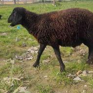 گوسفند نر تخمی نژاد افشار
