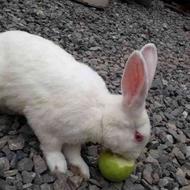 خرگوش نر سفید