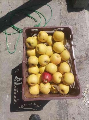 سیب فله ای در گروه خرید و فروش خدمات و کسب و کار در آذربایجان غربی در شیپور-عکس1