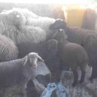سه راس گوسفند جوان به همراه بره دو الی سه ماهه