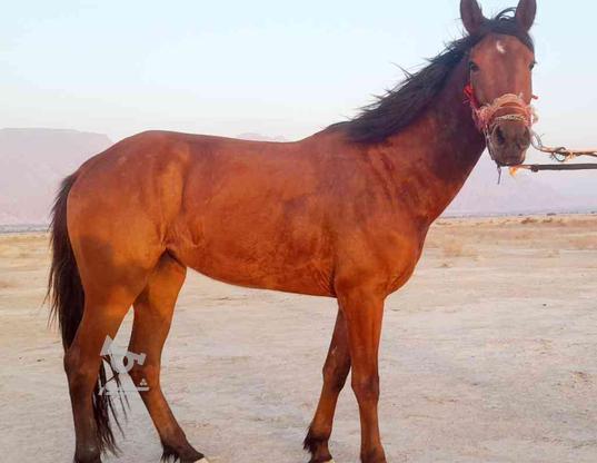 اسب درهشور در گروه خرید و فروش ورزش فرهنگ فراغت در بوشهر در شیپور-عکس1