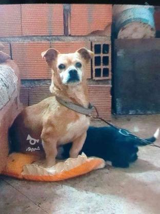 سگ پاکوتاه ماده جک راسل در گروه خرید و فروش ورزش فرهنگ فراغت در مازندران در شیپور-عکس1
