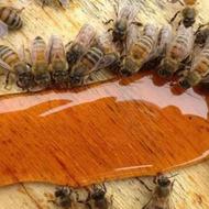 فروش زنبور عسل آذربایجان
