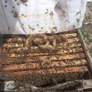 فروش کندوی زنبور عسل
