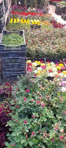 باغبانی سمپاشی گلکاری درسراسر تهران