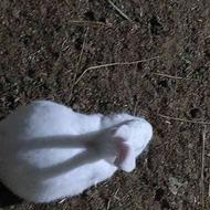 خرگوش سفید مخملی