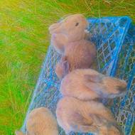 بچه خرگوش لوپ قیمت دونی 130