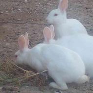 توله خرگوش کوچولو سفید