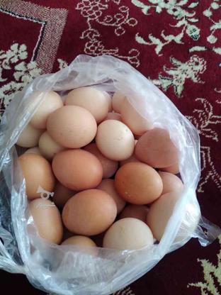 تخم مرغ محلی در گروه خرید و فروش خدمات و کسب و کار در گلستان در شیپور-عکس1