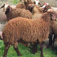 گوسفند بره نر نژاد افشار مخصوص تخمی وکشتاری
