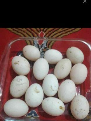 تخم اردک ماندارین در گروه خرید و فروش ورزش فرهنگ فراغت در تهران در شیپور-عکس1