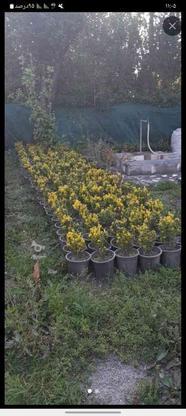 نعنا طلایی سطل 3 با 4 فروخته میشود در گروه خرید و فروش لوازم خانگی در مازندران در شیپور-عکس1