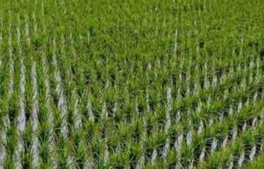 فروش زمین برای کاشت برنج 