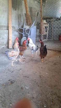 خروس.غاز.اردک.مرغ. در گروه خرید و فروش ورزش فرهنگ فراغت در مازندران در شیپور-عکس1