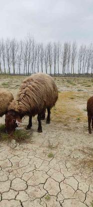 حیوانات مزرعه در گروه خرید و فروش ورزش فرهنگ فراغت در مازندران در شیپور-عکس1
