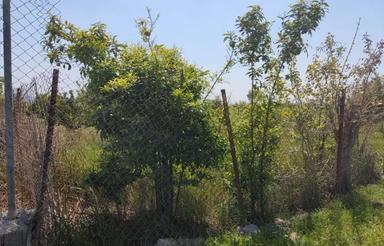 3550متر باغ واقع در روستای میانگاله بینه نکا بهشهر
